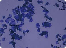 剥離の少なめの角質細胞の染色画像